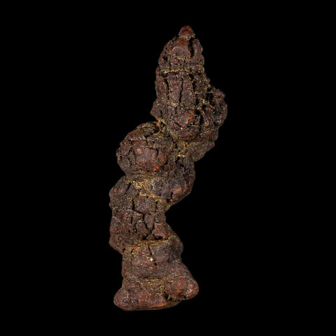 3.8" Prehistoric Coprolite Fossil Specimen Poop Dung Miocene Madagascar - Fossil Age Minerals
