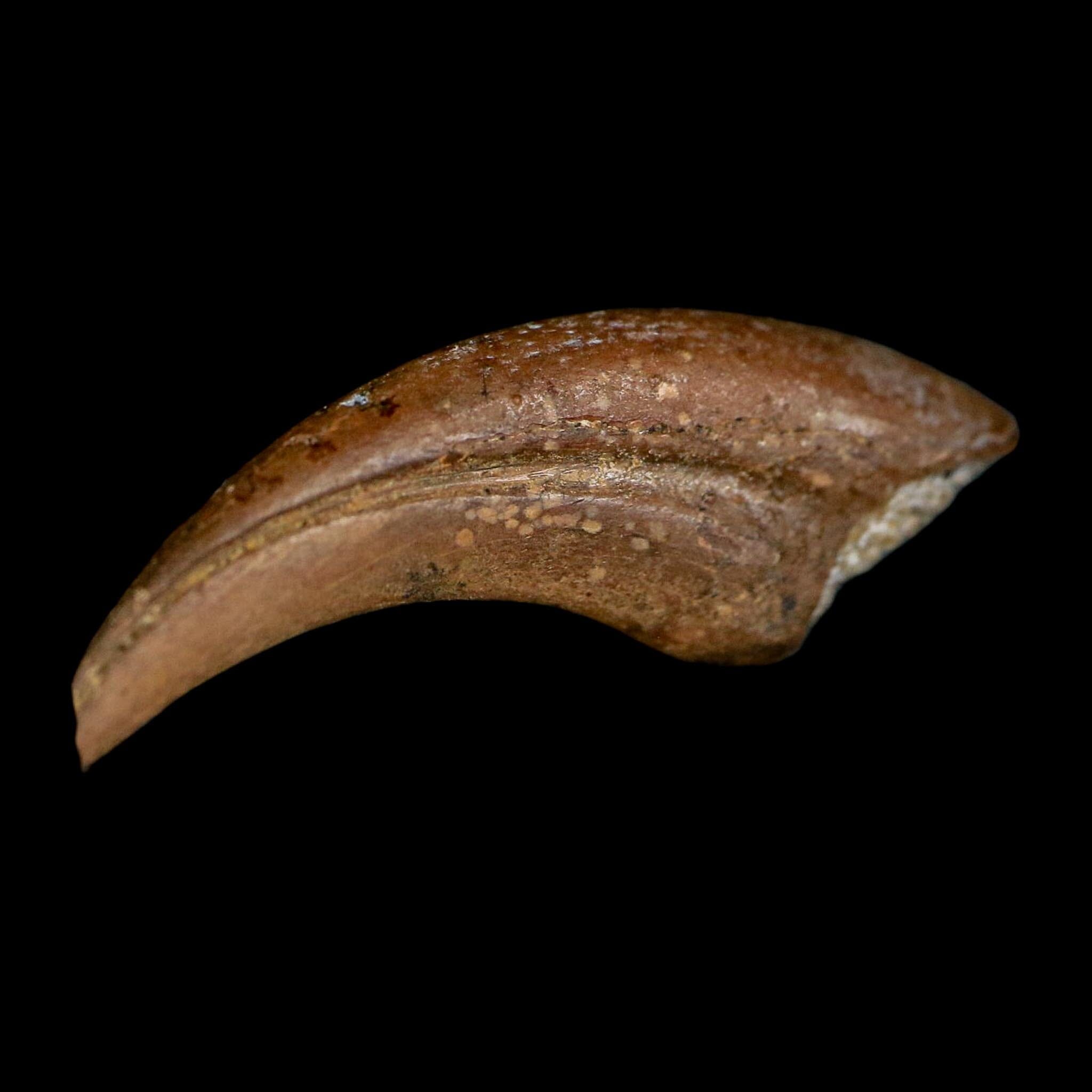 1" Rare Dromaeosaurus Raptor Claw Fossil Judith River FM Montana COA Display
