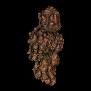 3.1" Prehistoric Coprolite Fossil Specimen Poop Dung Miocene Madagascar