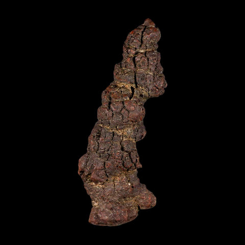 3.8" Prehistoric Coprolite Fossil Specimen Poop Dung Miocene Madagascar - Fossil Age Minerals