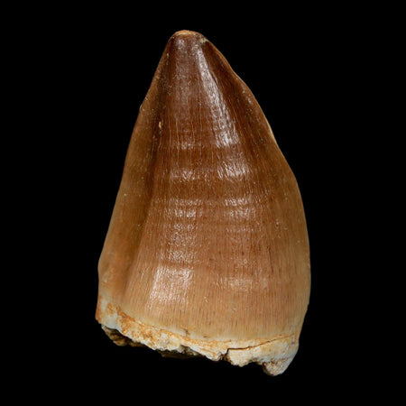 1.9" Mosasaur Prognathodon Fossil Tooth Cretaceous Dinosaur Era COA, Stand