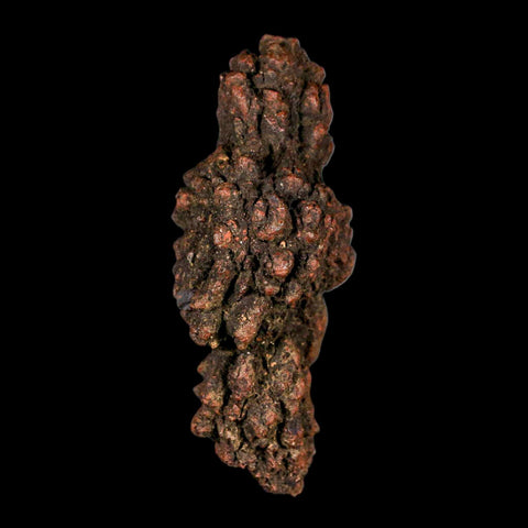 3.1" Prehistoric Coprolite Fossil Specimen Poop Dung Miocene Madagascar - Fossil Age Minerals