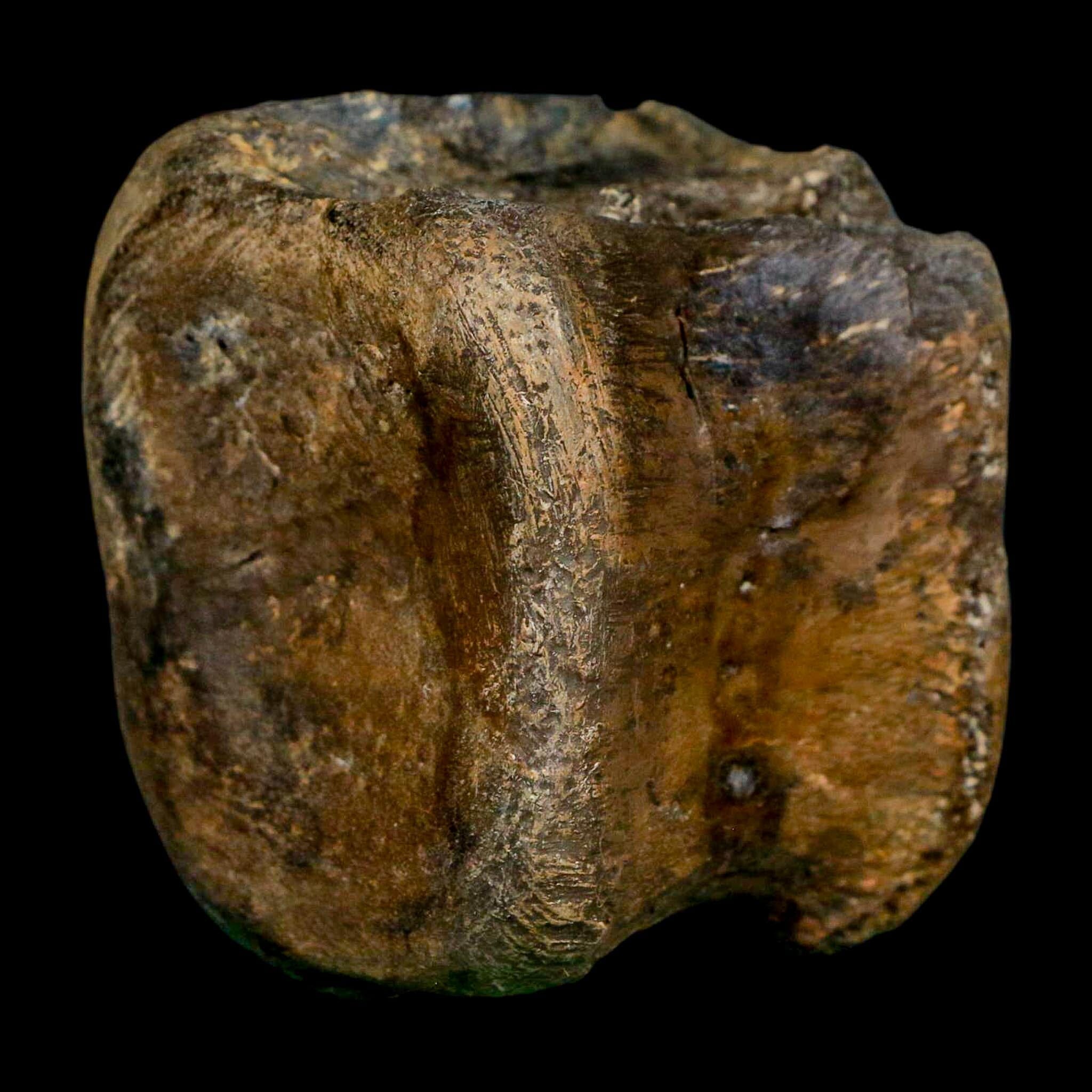 2.4" Brachylophosaurus Fossil Vertebrae Cretaceous Dinosaur Judith River FM MT COA - Fossil Age Minerals