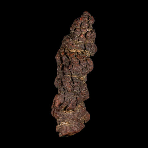 3.8" Prehistoric Coprolite Fossil Specimen Poop Dung Miocene Madagascar - Fossil Age Minerals