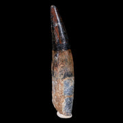 XL 3.9" Spinosaurus Fossil Tooth 100 Mil Yrs Old Cretaceous Dinosaur COA & Stand