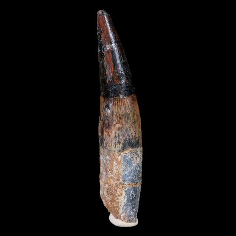 XL 3.9" Spinosaurus Fossil Tooth 100 Mil Yrs Old Cretaceous Dinosaur COA & Stand - Fossil Age Minerals