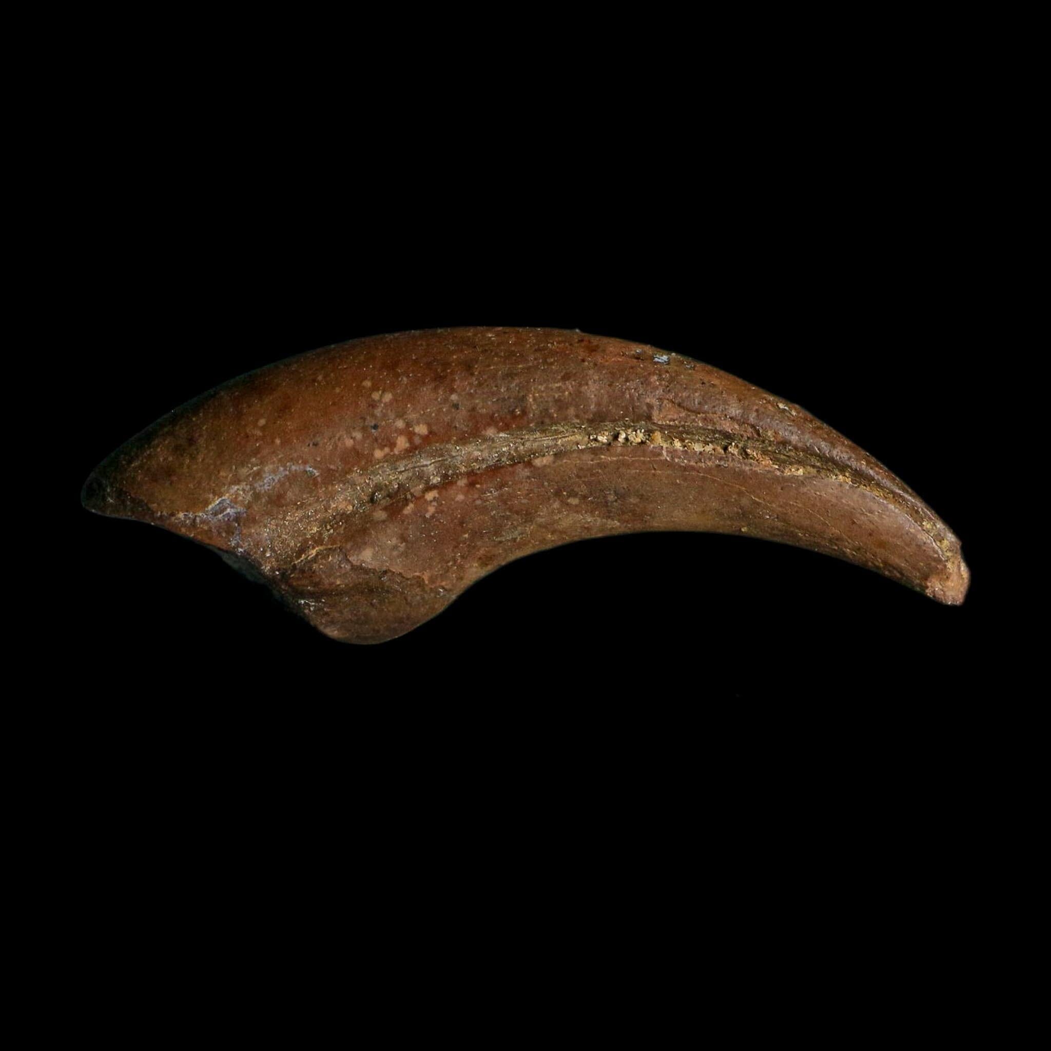 1" Rare Dromaeosaurus Raptor Claw Fossil Judith River FM Montana COA Display