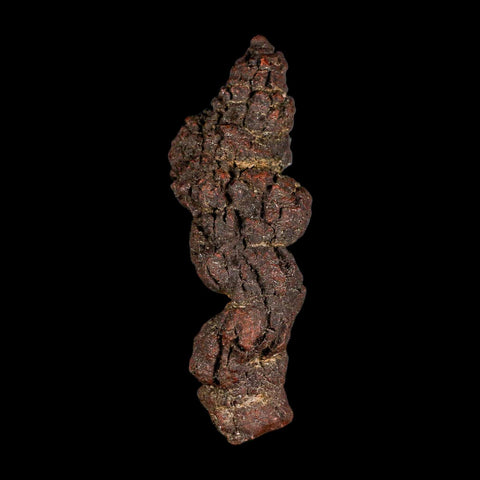 3.8" Prehistoric Coprolite Fossil Specimen Poop Dung Miocene Madagascar - Fossil Age Minerals