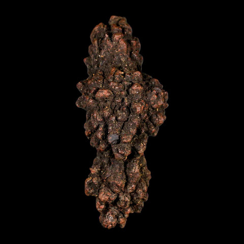 3.1" Prehistoric Coprolite Fossil Specimen Poop Dung Miocene Madagascar - Fossil Age Minerals