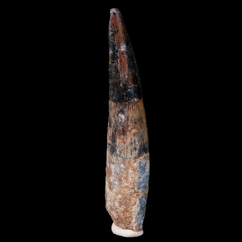XL 3.9" Spinosaurus Fossil Tooth 100 Mil Yrs Old Cretaceous Dinosaur COA & Stand - Fossil Age Minerals