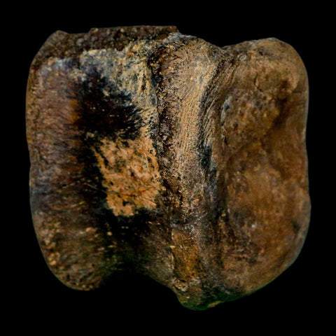 2.4" Brachylophosaurus Fossil Vertebrae Cretaceous Dinosaur Judith River FM MT COA - Fossil Age Minerals