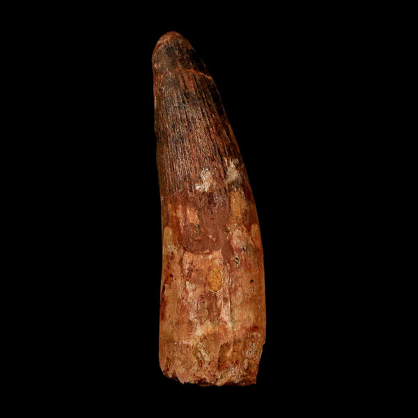 XL 3.8