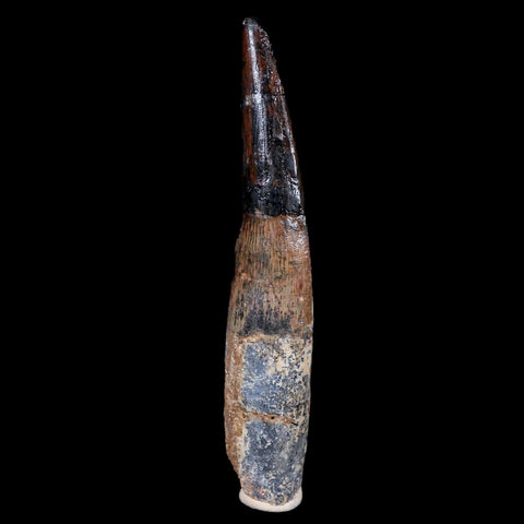 XL 3.9" Spinosaurus Fossil Tooth 100 Mil Yrs Old Cretaceous Dinosaur COA & Stand - Fossil Age Minerals