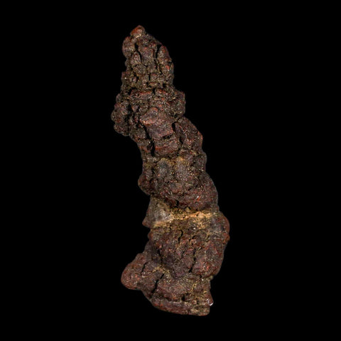 3.8" Prehistoric Coprolite Fossil Specimen Poop Dung Miocene Madagascar - Fossil Age Minerals