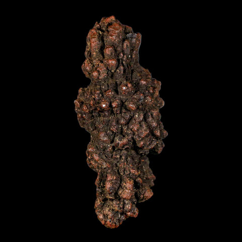 3.1" Prehistoric Coprolite Fossil Specimen Poop Dung Miocene Madagascar - Fossil Age Minerals