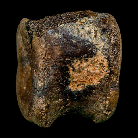 2.4" Brachylophosaurus Fossil Vertebrae Cretaceous Dinosaur Judith River FM MT COA - Fossil Age Minerals