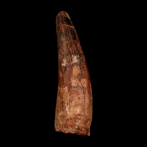 XL 3.8" Spinosaurus Fossil Tooth 100 Million Years Old Cretaceous Dinosaur COA - Fossil Age Minerals