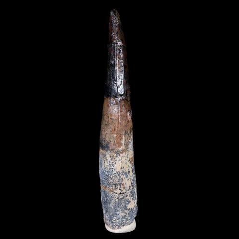 XL 3.9" Spinosaurus Fossil Tooth 100 Mil Yrs Old Cretaceous Dinosaur COA & Stand - Fossil Age Minerals