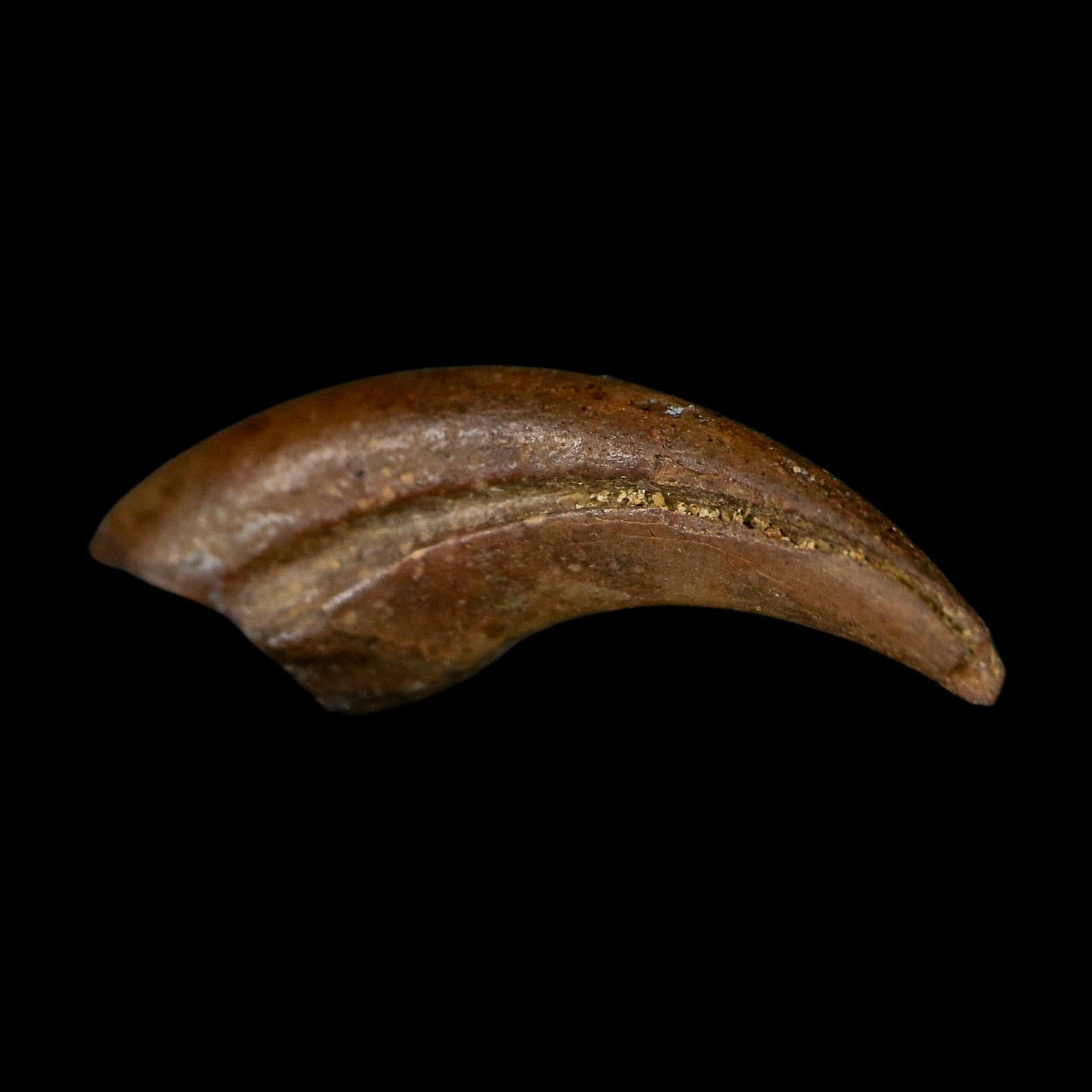1" Rare Dromaeosaurus Raptor Claw Fossil Judith River FM Montana COA Display