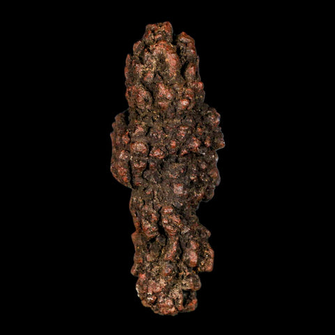 3.1" Prehistoric Coprolite Fossil Specimen Poop Dung Miocene Madagascar - Fossil Age Minerals