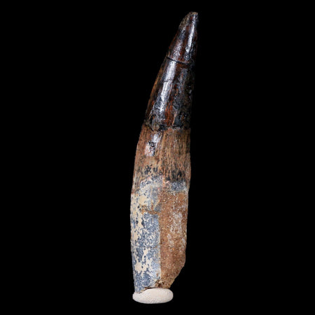 XL 3.9" Spinosaurus Fossil Tooth 100 Mil Yrs Old Cretaceous Dinosaur COA & Stand