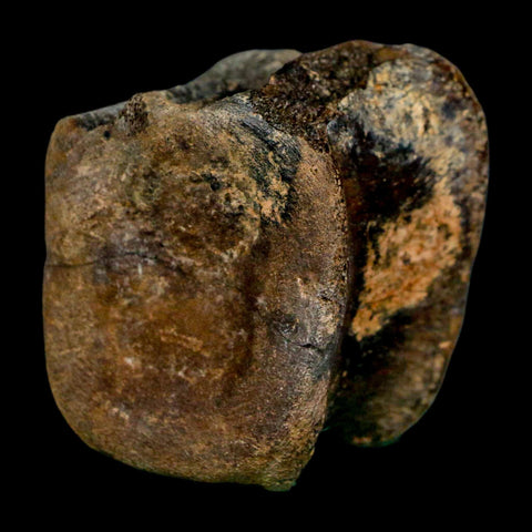 2.4" Brachylophosaurus Fossil Vertebrae Cretaceous Dinosaur Judith River FM MT COA - Fossil Age Minerals