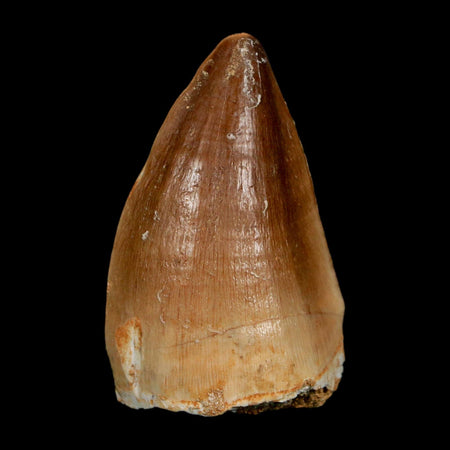 1.9" Mosasaur Prognathodon Fossil Tooth Cretaceous Dinosaur Era COA, Stand