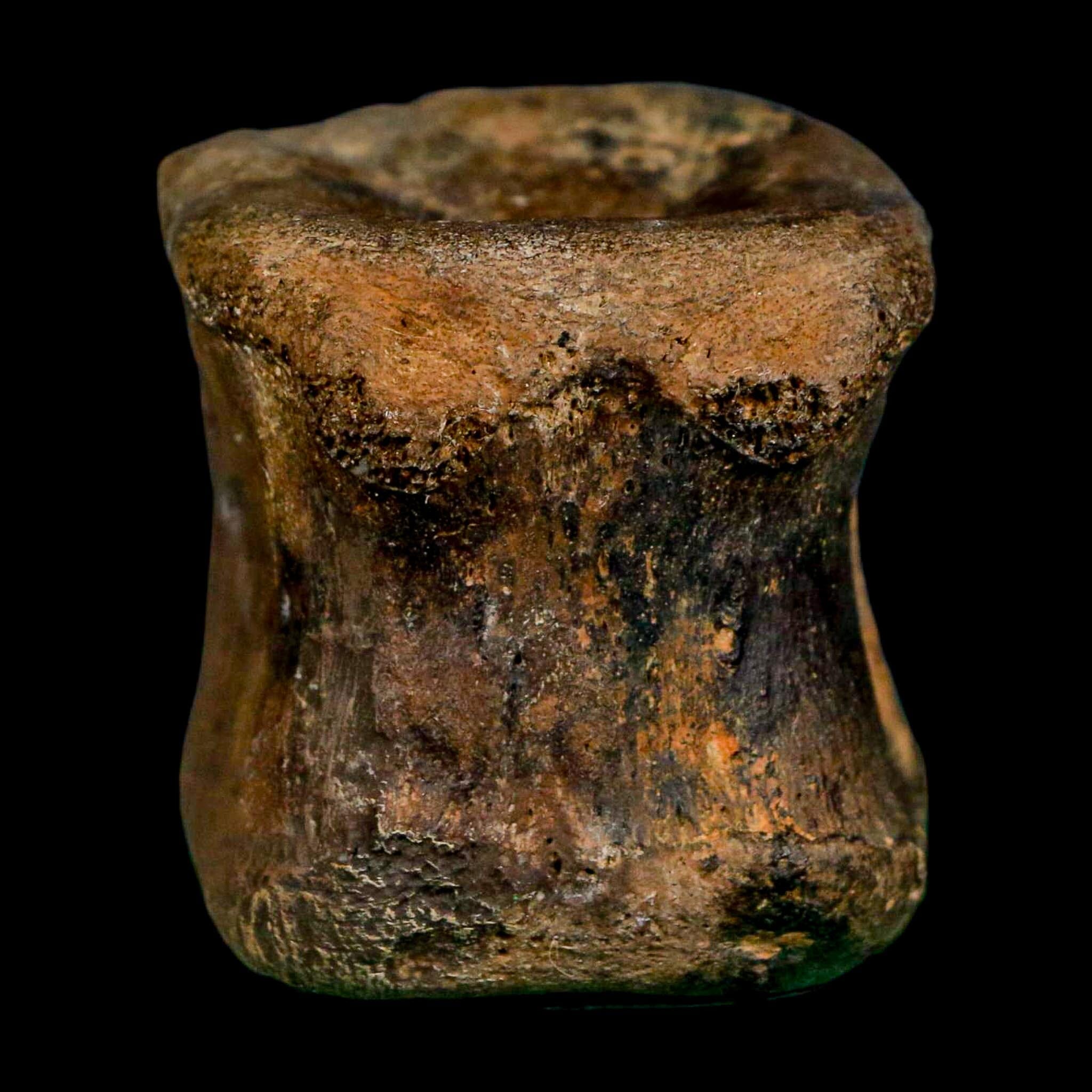 2.4" Brachylophosaurus Fossil Vertebrae Cretaceous Dinosaur Judith River FM MT COA - Fossil Age Minerals
