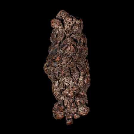 3.2" Prehistoric Coprolite Fossil Specimen Poop Dung Miocene Madagascar