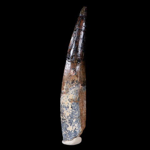 XL 3.9" Spinosaurus Fossil Tooth 100 Mil Yrs Old Cretaceous Dinosaur COA & Stand - Fossil Age Minerals