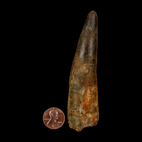 XXL 4" Spinosaurus Fossil Tooth 100 Million Years Old Cretaceous Dinosaur COA - Fossil Age Minerals