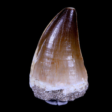 XL 2.2" Mosasaur Prognathodon Fossil Tooth Cretaceous Dinosaur Era COA & Stand