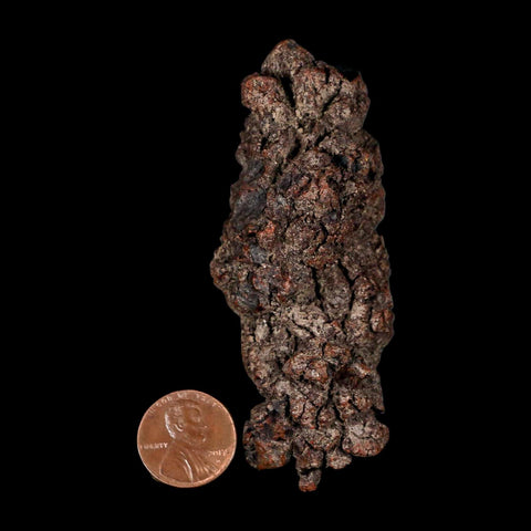 3.2" Prehistoric Coprolite Fossil Specimen Poop Dung Miocene Madagascar - Fossil Age Minerals