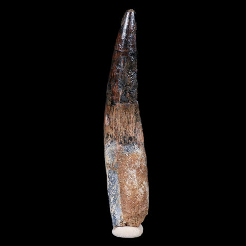 XL 3.9" Spinosaurus Fossil Tooth 100 Mil Yrs Old Cretaceous Dinosaur COA & Stand - Fossil Age Minerals