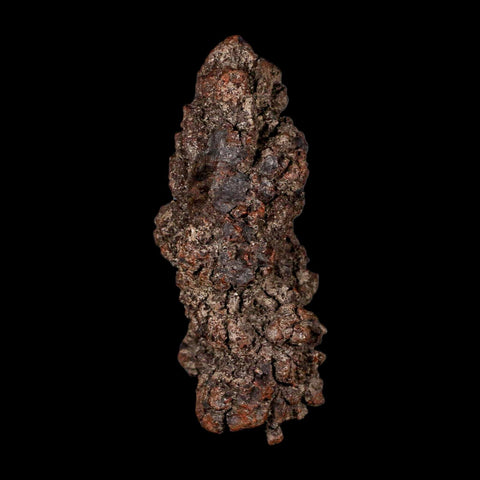 3.2" Prehistoric Coprolite Fossil Specimen Poop Dung Miocene Madagascar - Fossil Age Minerals