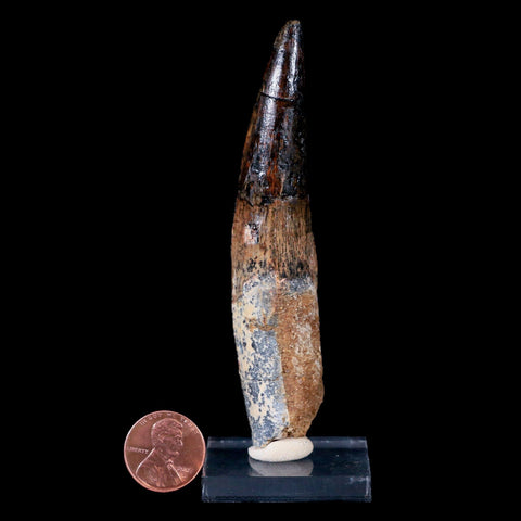 XL 3.9" Spinosaurus Fossil Tooth 100 Mil Yrs Old Cretaceous Dinosaur COA & Stand - Fossil Age Minerals