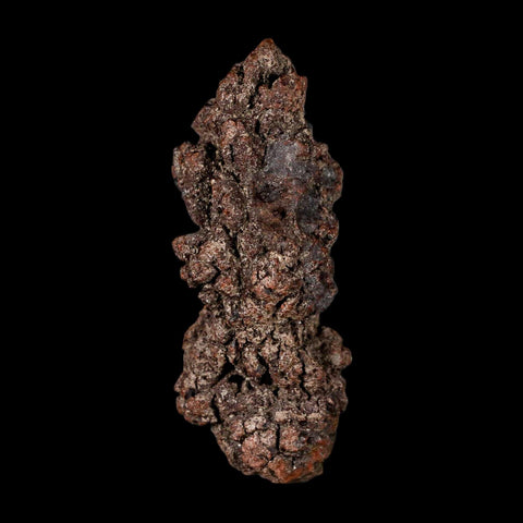3.2" Prehistoric Coprolite Fossil Specimen Poop Dung Miocene Madagascar - Fossil Age Minerals