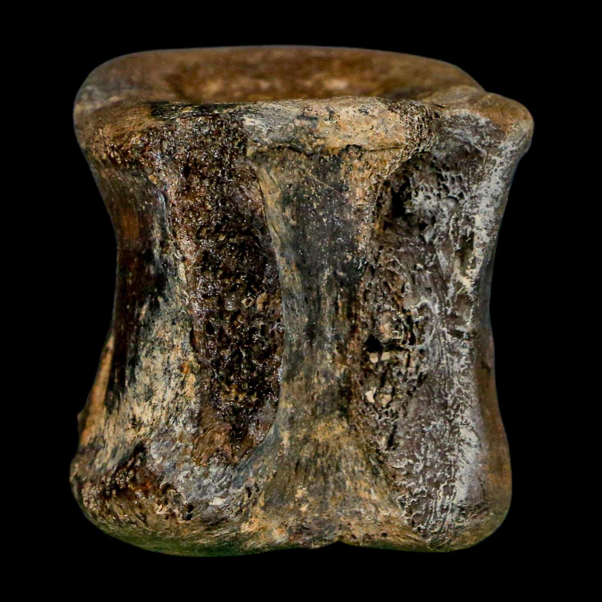 2.4" Brachylophosaurus Fossil Vertebrae Cretaceous Dinosaur Judith River FM MT COA - Fossil Age Minerals