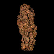 3.2" Prehistoric Coprolite Fossil Specimen Poop Dung Miocene Madagascar