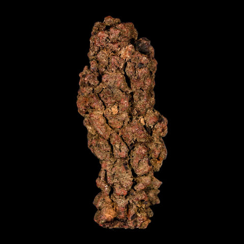 3.2" Prehistoric Coprolite Fossil Specimen Poop Dung Miocene Madagascar - Fossil Age Minerals