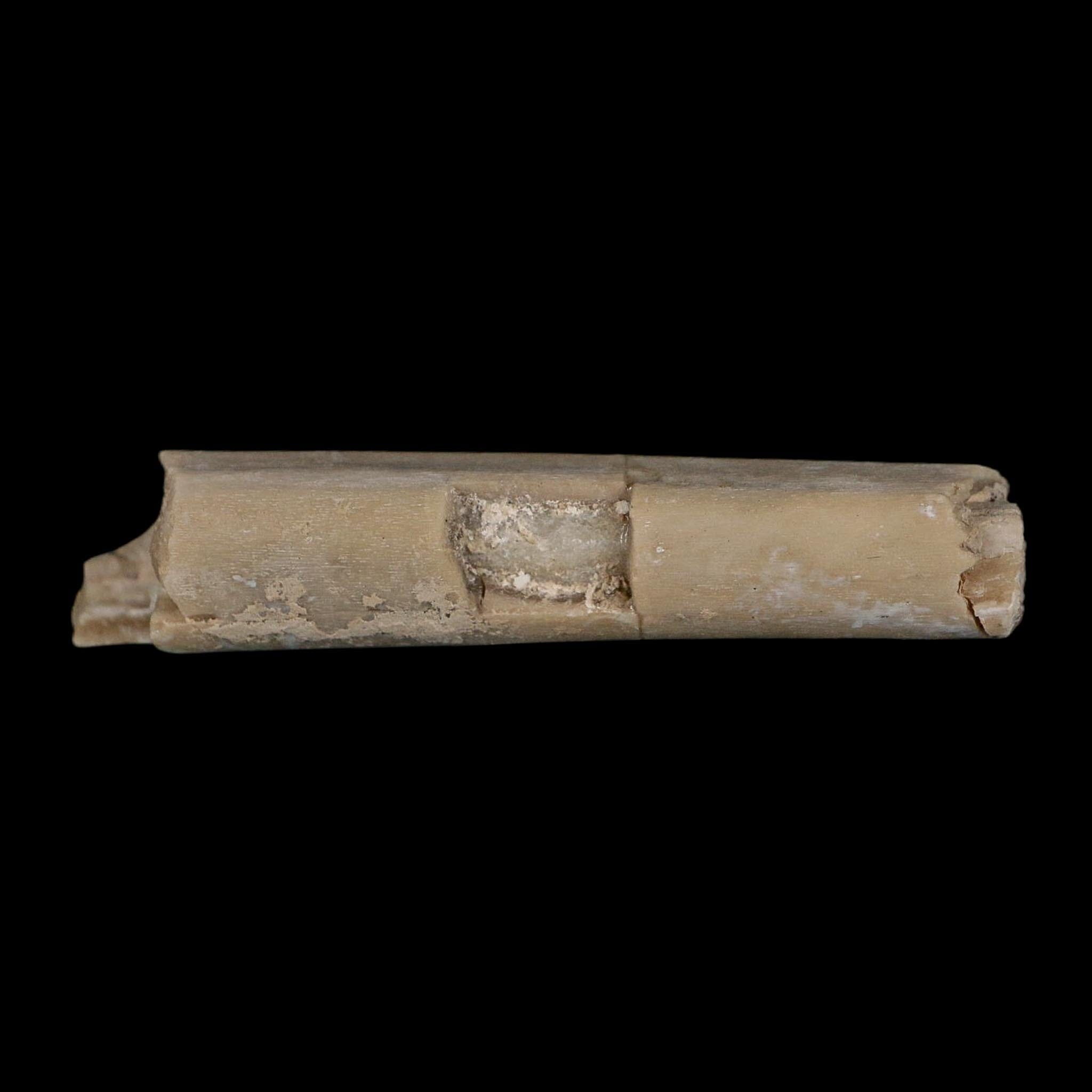 1.8" Rare Raptor Fossil Limb Bone Crystal Core Cretaceous Dinosaur Judith River FM MT