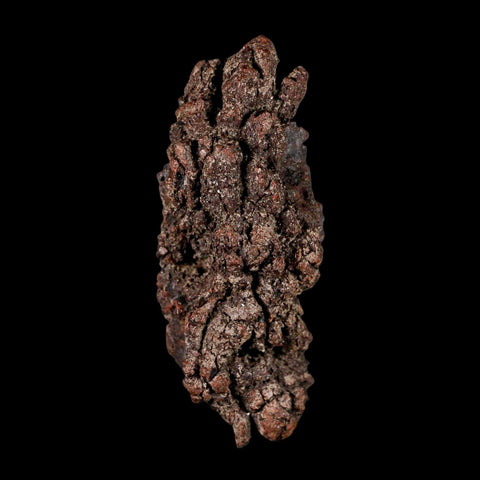 3.2" Prehistoric Coprolite Fossil Specimen Poop Dung Miocene Madagascar - Fossil Age Minerals