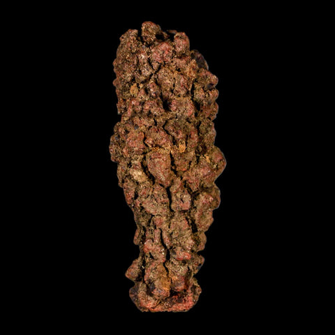 3.2" Prehistoric Coprolite Fossil Specimen Poop Dung Miocene Madagascar - Fossil Age Minerals