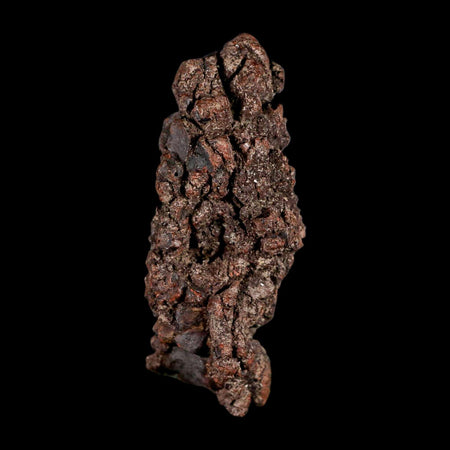 3.2" Prehistoric Coprolite Fossil Specimen Poop Dung Miocene Madagascar
