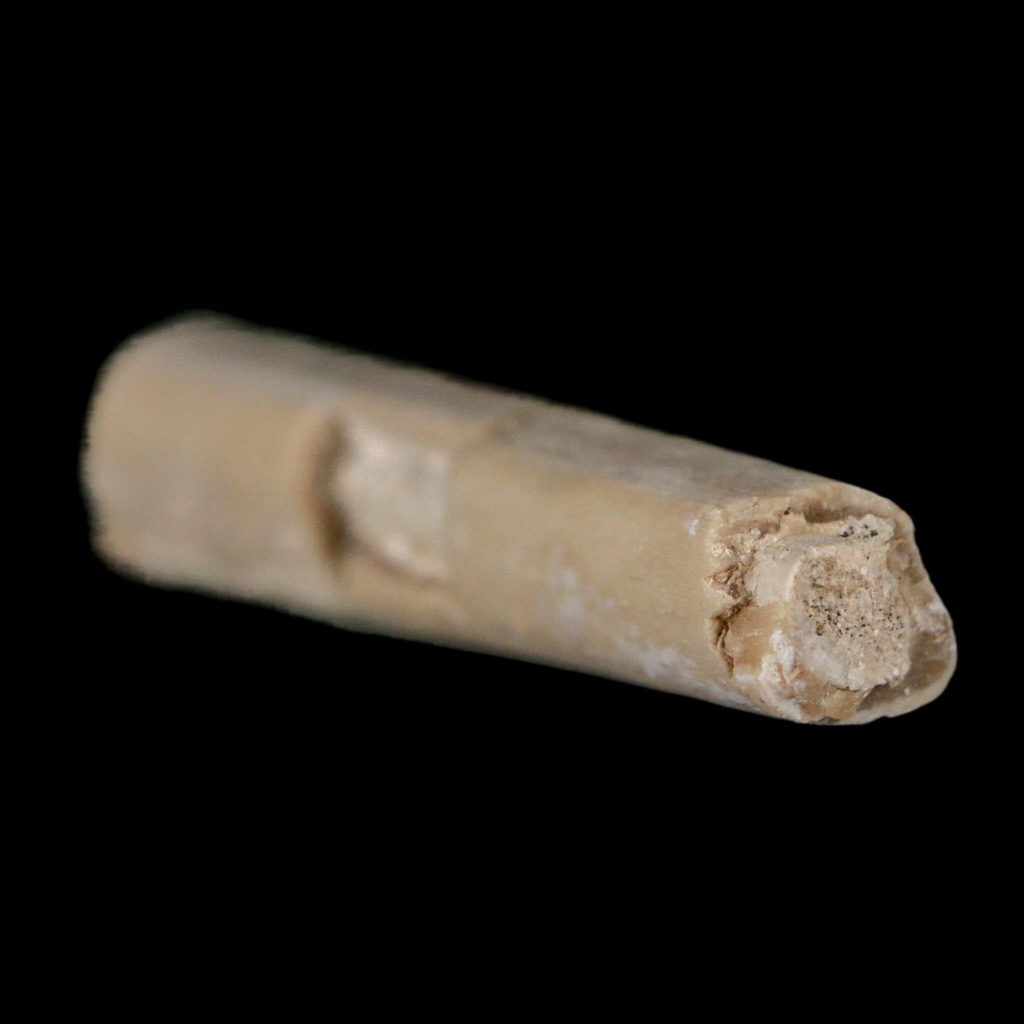 1.8" Rare Raptor Fossil Limb Bone Crystal Core Cretaceous Dinosaur Judith River FM MT