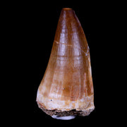 XL 2.4" Mosasaur Prognathodon Fossil Tooth Cretaceous Dinosaur Era COA & Stand