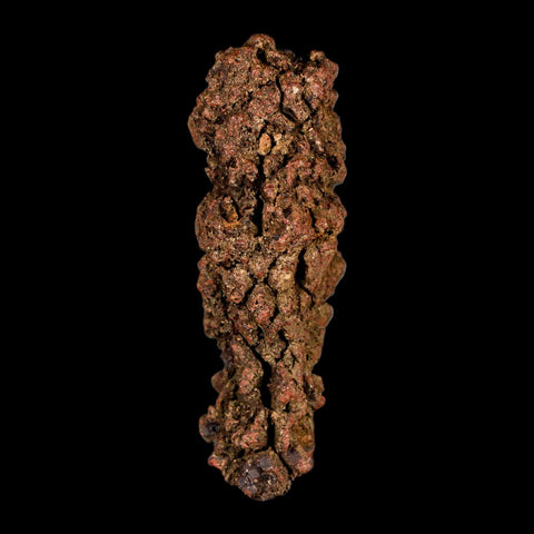 3.2" Prehistoric Coprolite Fossil Specimen Poop Dung Miocene Madagascar - Fossil Age Minerals