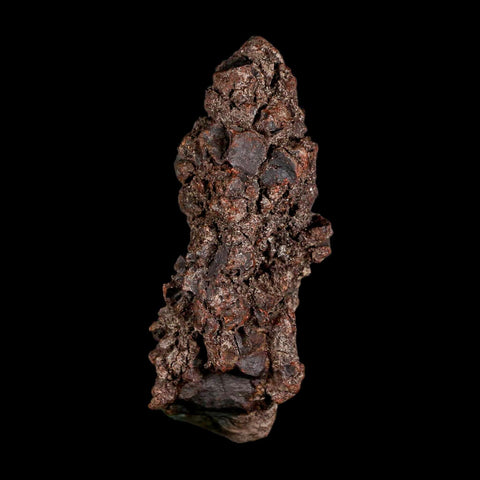 3.2" Prehistoric Coprolite Fossil Specimen Poop Dung Miocene Madagascar - Fossil Age Minerals