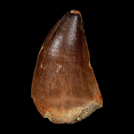 XL 2.3" Mosasaur Prognathodon Fossil Tooth Cretaceous Dinosaur Era COA, Stand