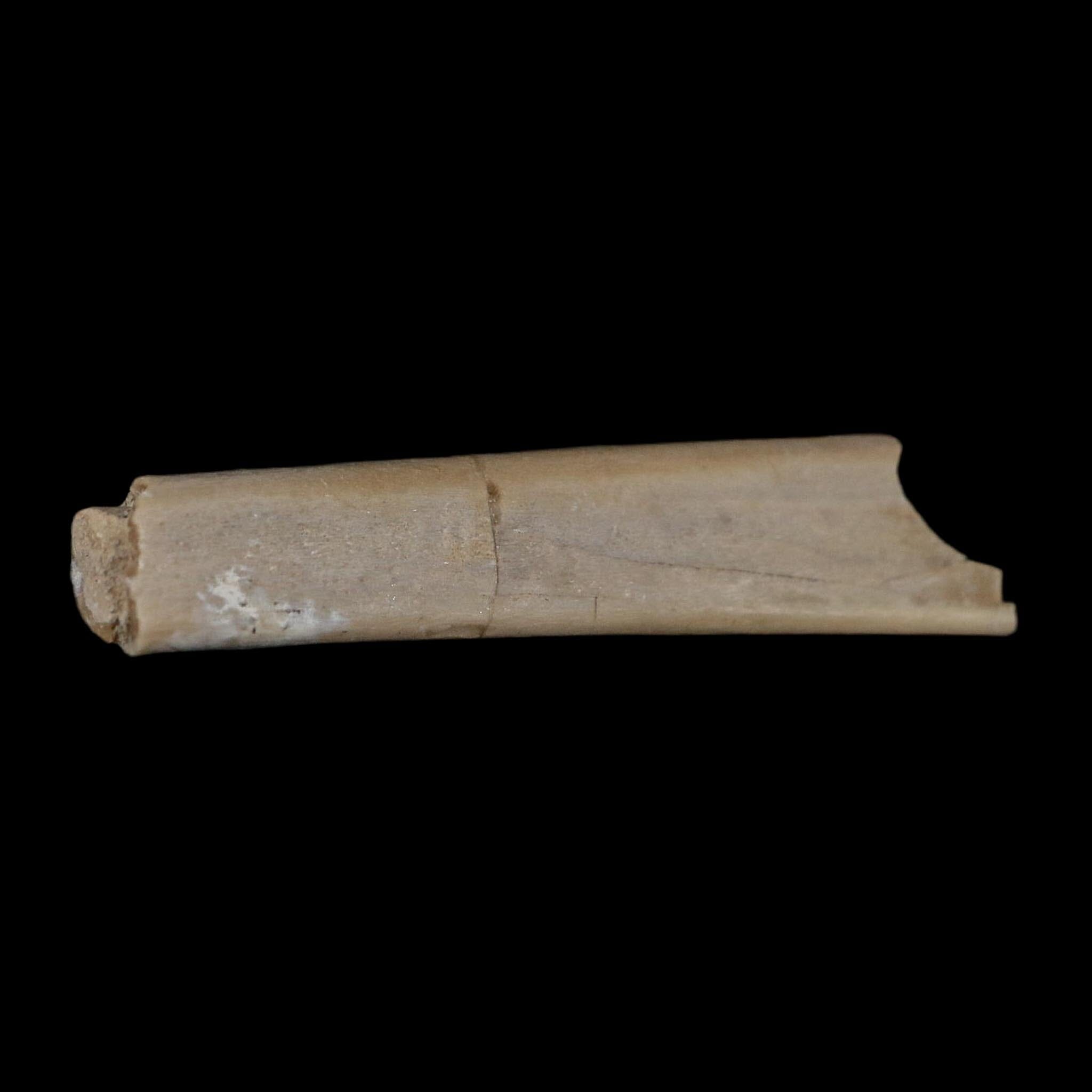 1.8" Rare Raptor Fossil Limb Bone Crystal Core Cretaceous Dinosaur Judith River FM MT